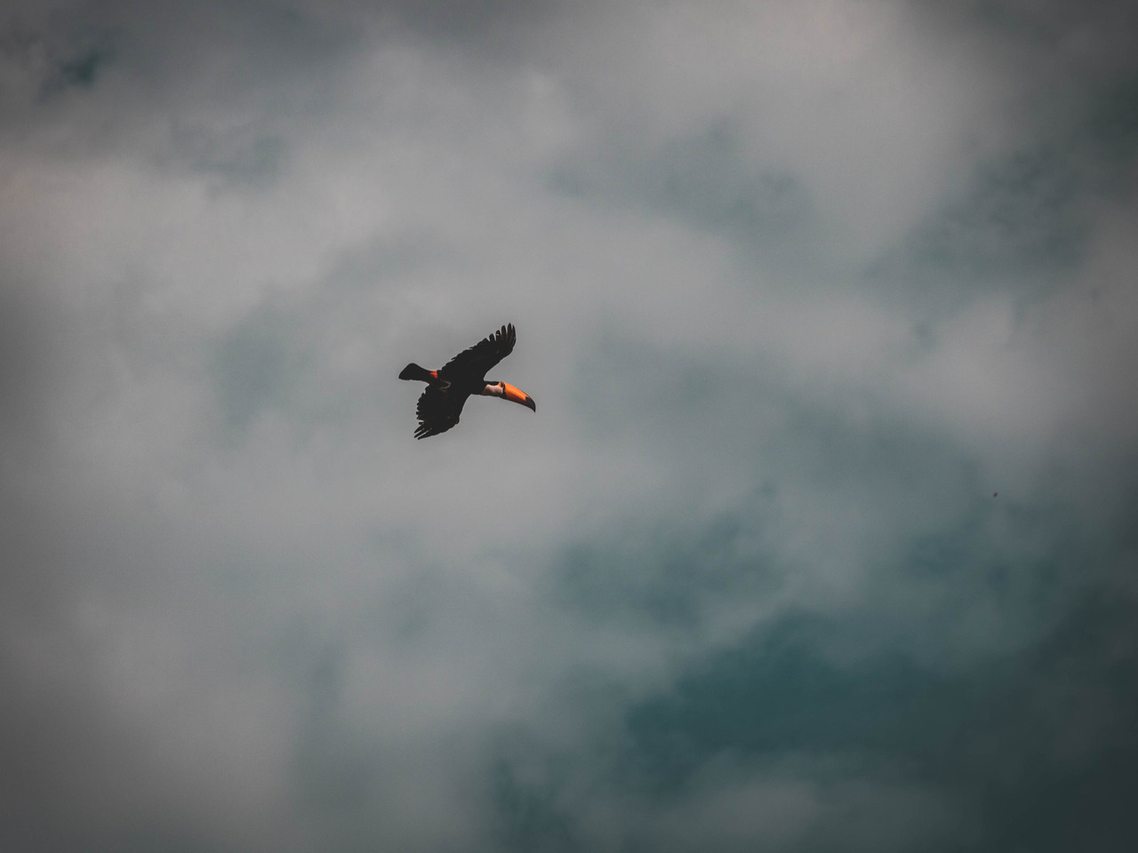 Tucano voando no céu do cerrado