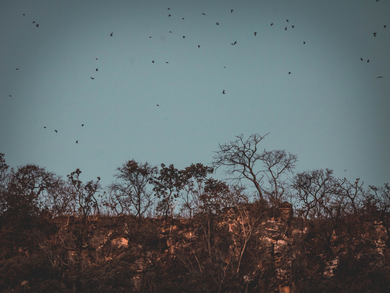 Passaros voando no por do sol no cerrado goiano em Salto Corumbá