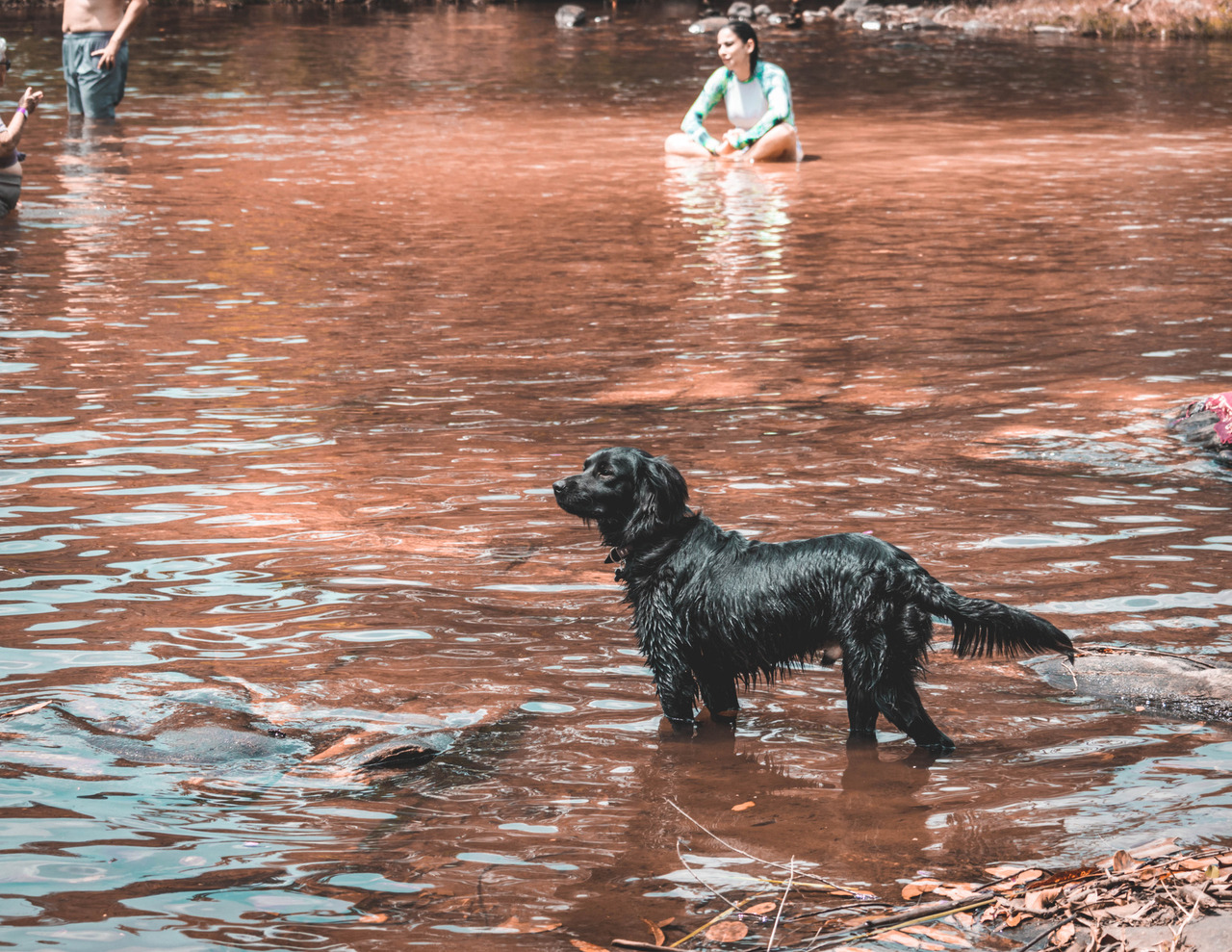 Cachorro da Bárbara, Ziggy observando a natureza e curtindo a agua fresca em cachoeira em Goiás
