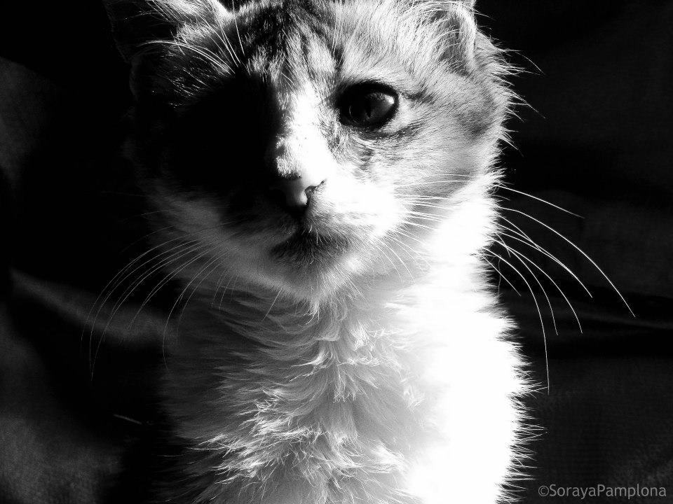 *imagem ilustrativa, estou criando portfolio