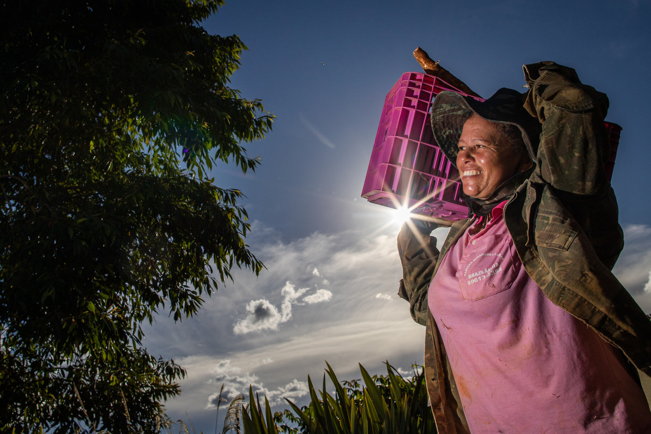 produtora rural fazendeira colheita de mandioca aipim rosa tecnologia no campo drone leptop irrigação foto Wenderson araujo Agencia Trilux  Maior fotografo do agronegocio brasileiro