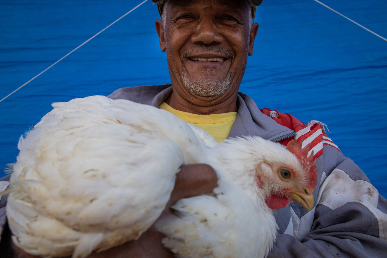 Avicultura, aves. Foto: Wenderson Araujo/Trilux Fotógrafo do agro