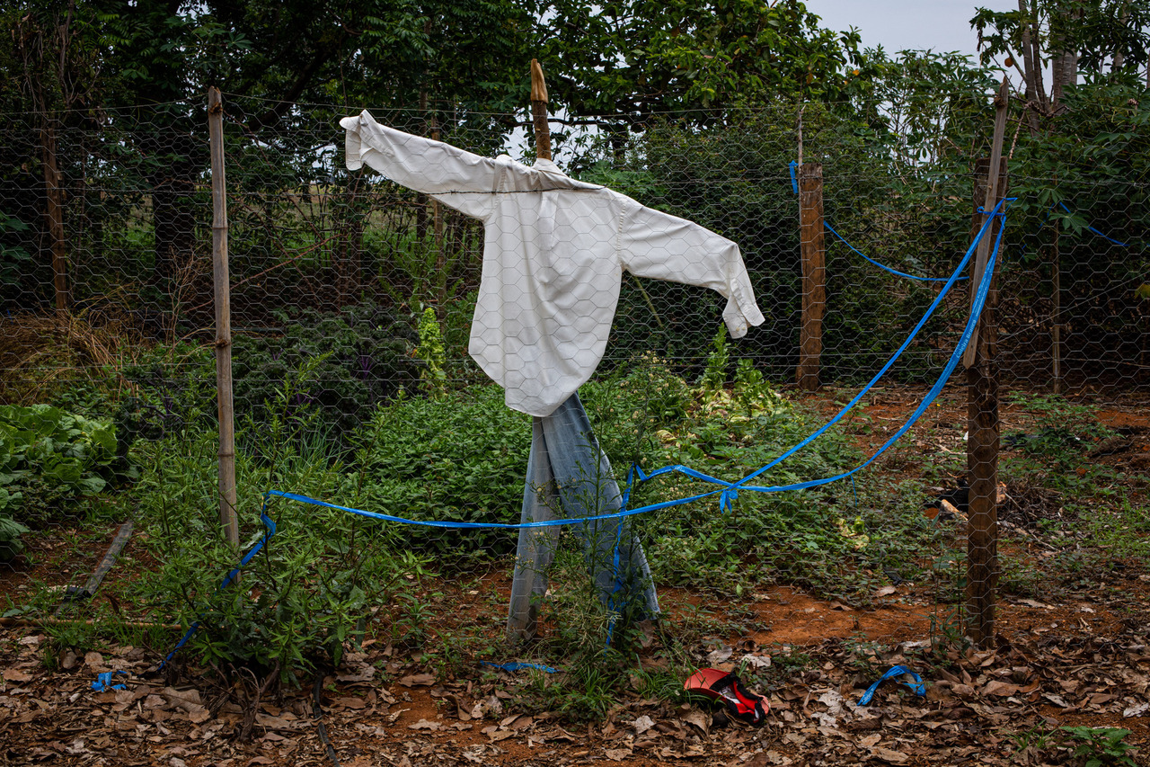 Espantalho em propriedade rural. Foto: Wenderson Araujo/Trilux