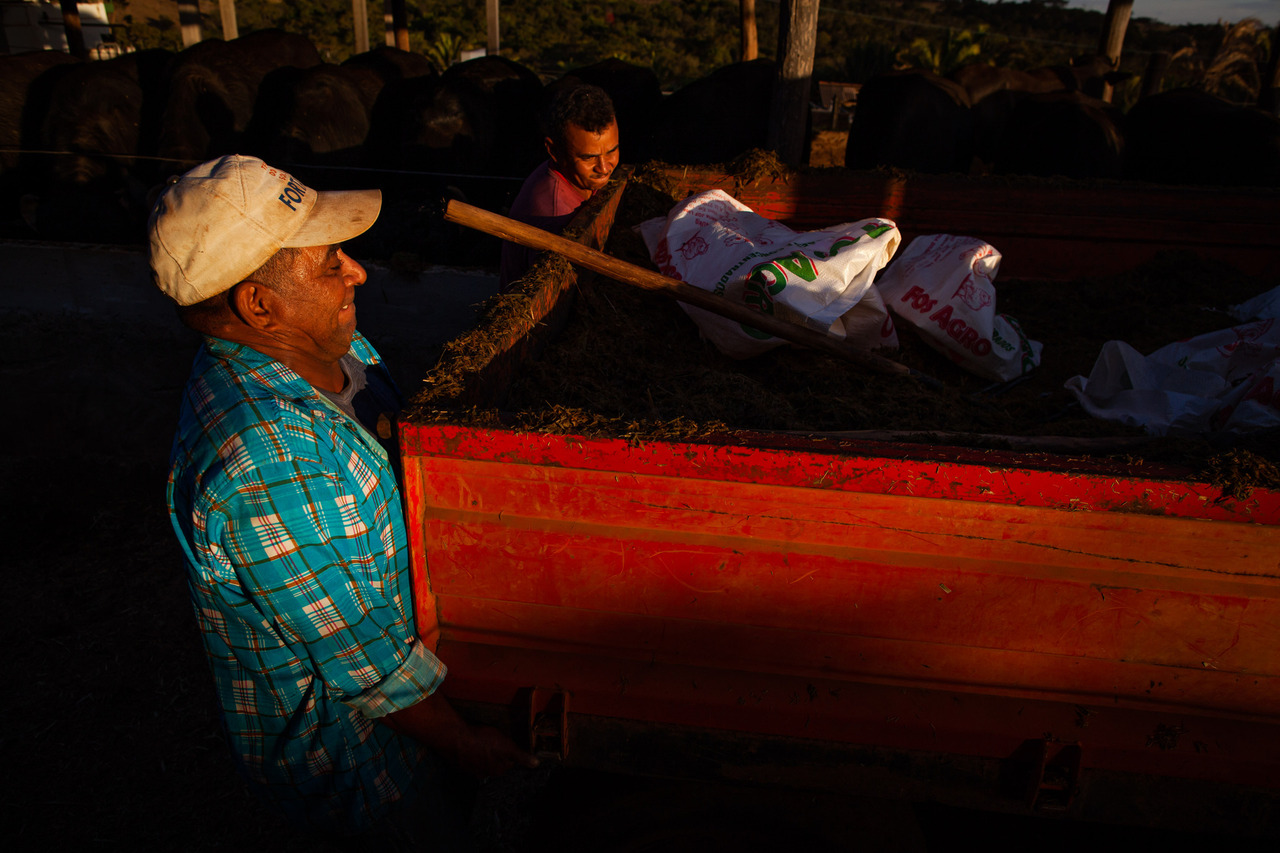 Trabalhador rural alimentação do gado. Foto: Wenderson Araujo/Trilux - Fotógrafo do agro brasileiro