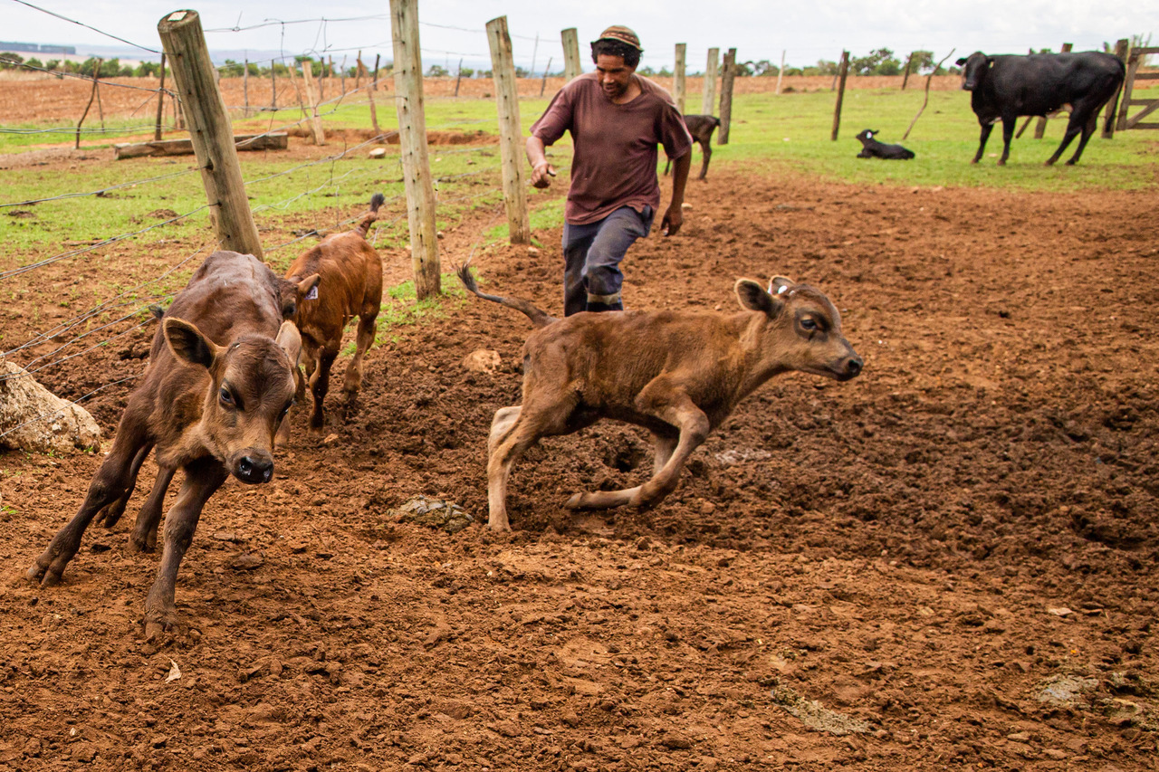 Pega de bezerros para vacina. Trabalhador rural em curral. Foto: Wenderson Araujo/Trilux  Fotografia do agro brasileiro