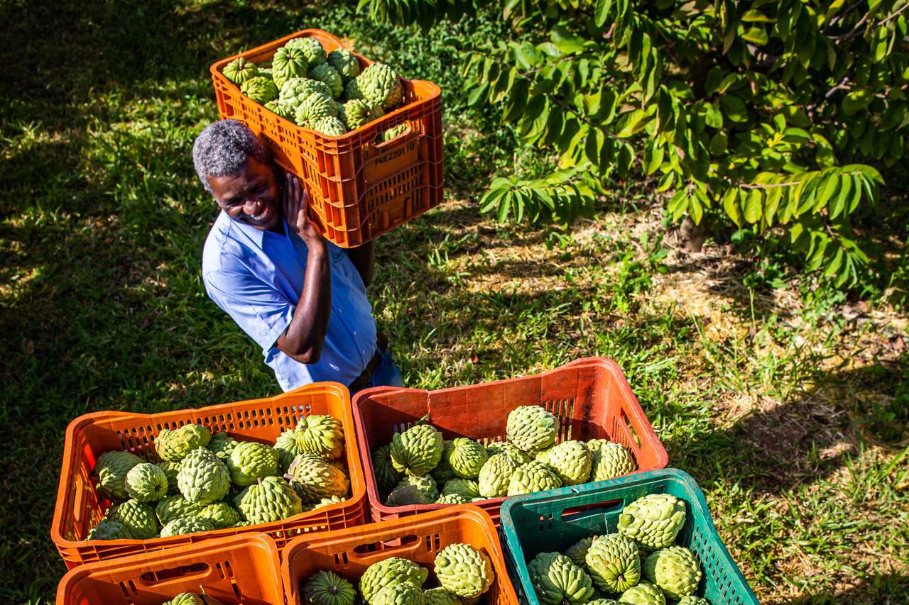 Produtor rural em sua propriedade na colheita de atemoia Foto: Wenderson Araujo/Trilux - Maior fotógrafo do agro brasileiro
