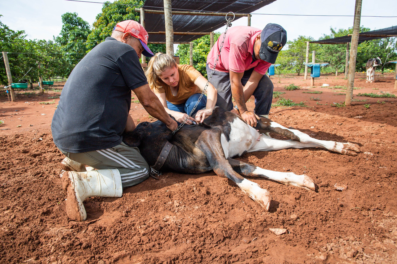 Veterinária aplicando vacina em bezerro. Foto: Wenderson Araujo/Trilux
