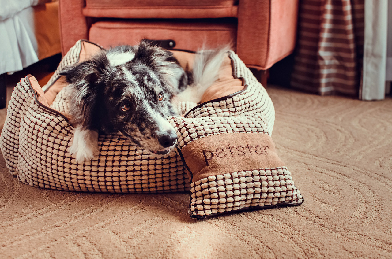cachorro em suíte pet friendly do Hotel Sheraton