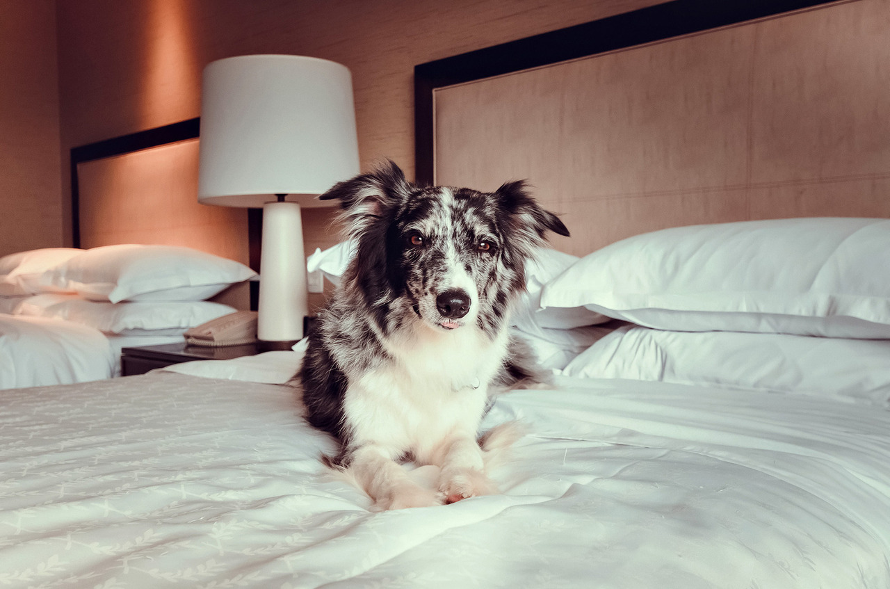 cachorro em suíte pet friendly do Hotel Sheraton