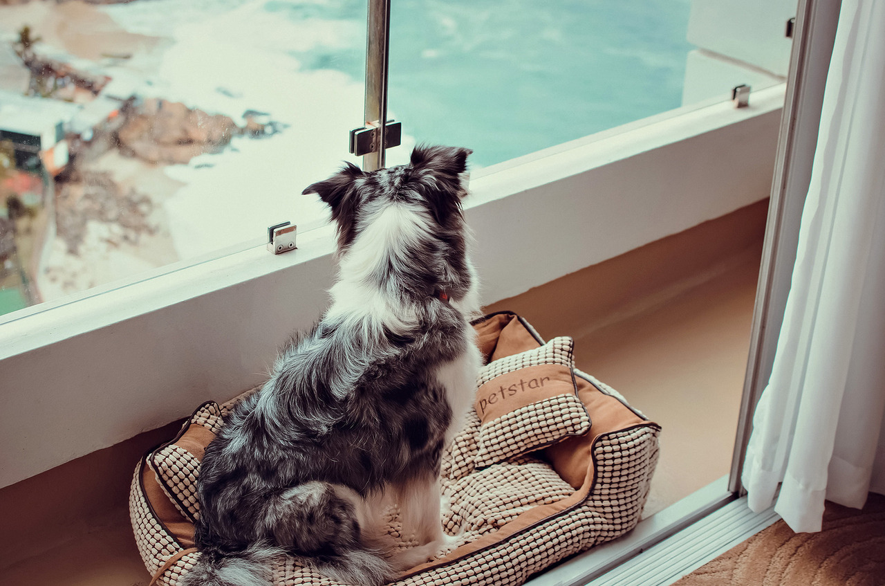 cachorro em suíte pet friendly do Hotel Sheraton