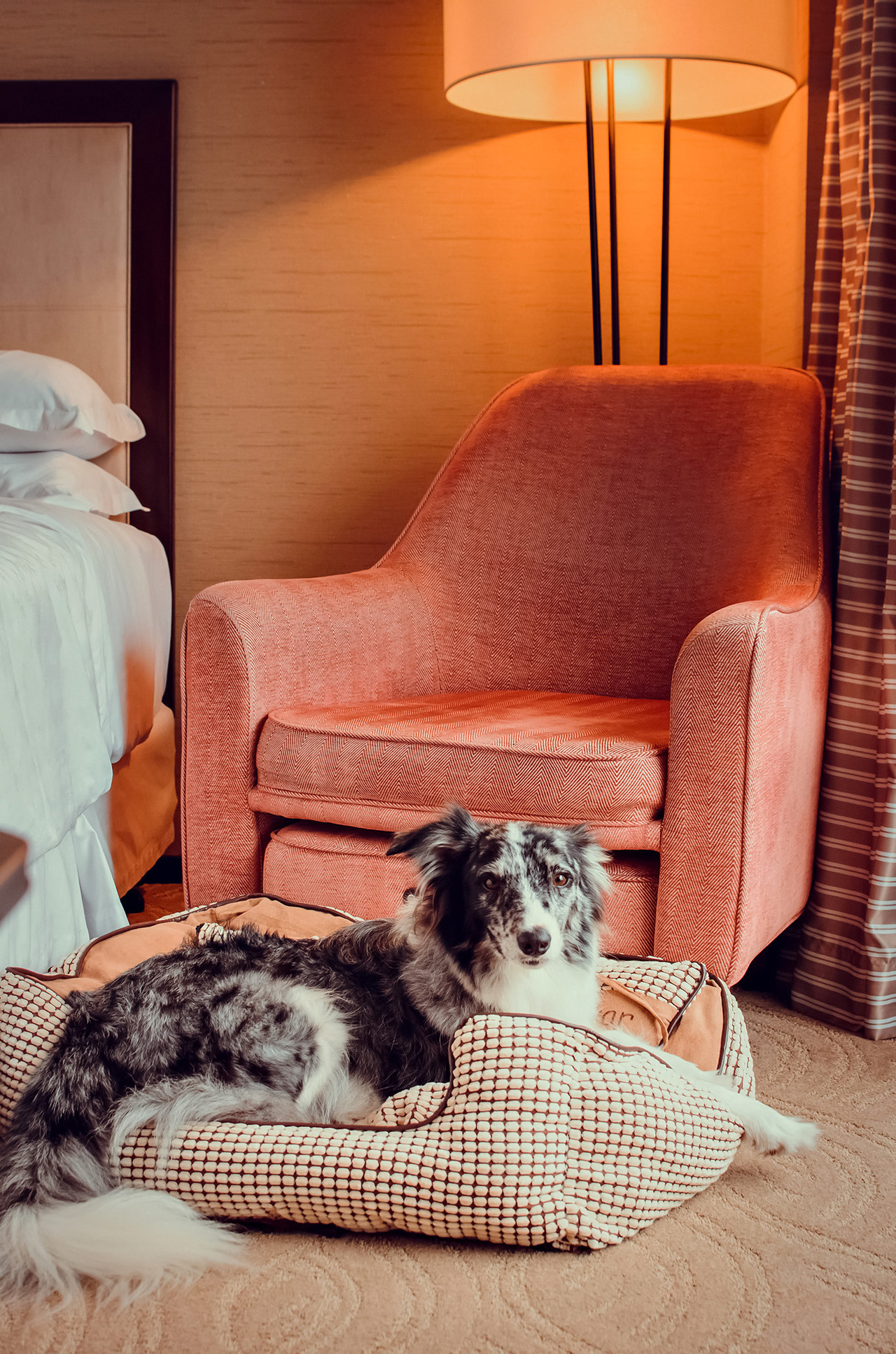 cachorro em suíte pet friendly do Hotel Sheraton