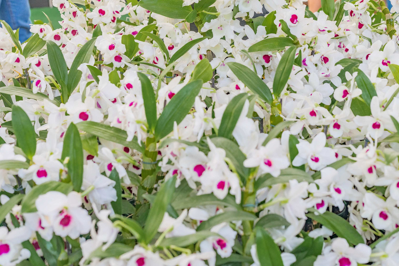 Morango-festa-flores-atibaia