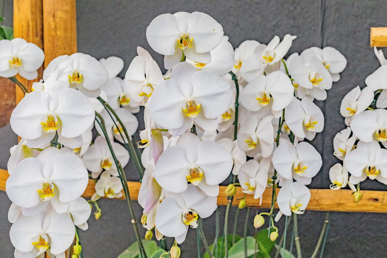 Atibaia-festa-morango-flores