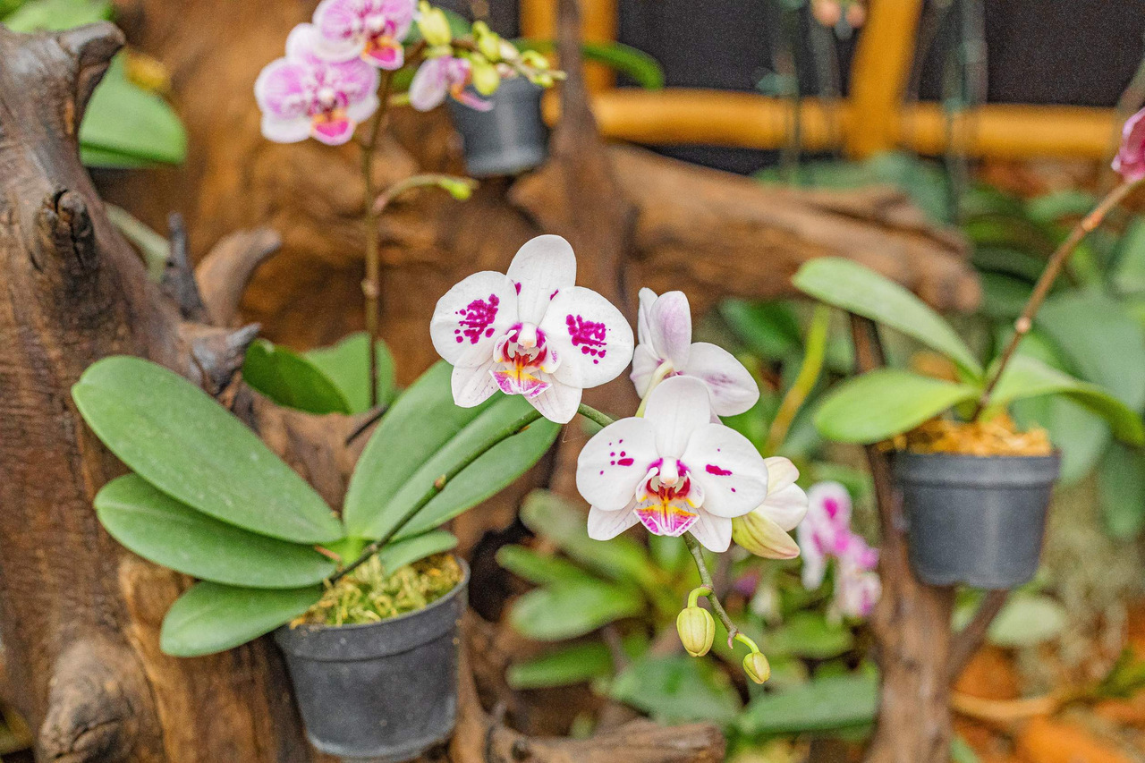 Morango-flores-festa-atibaia