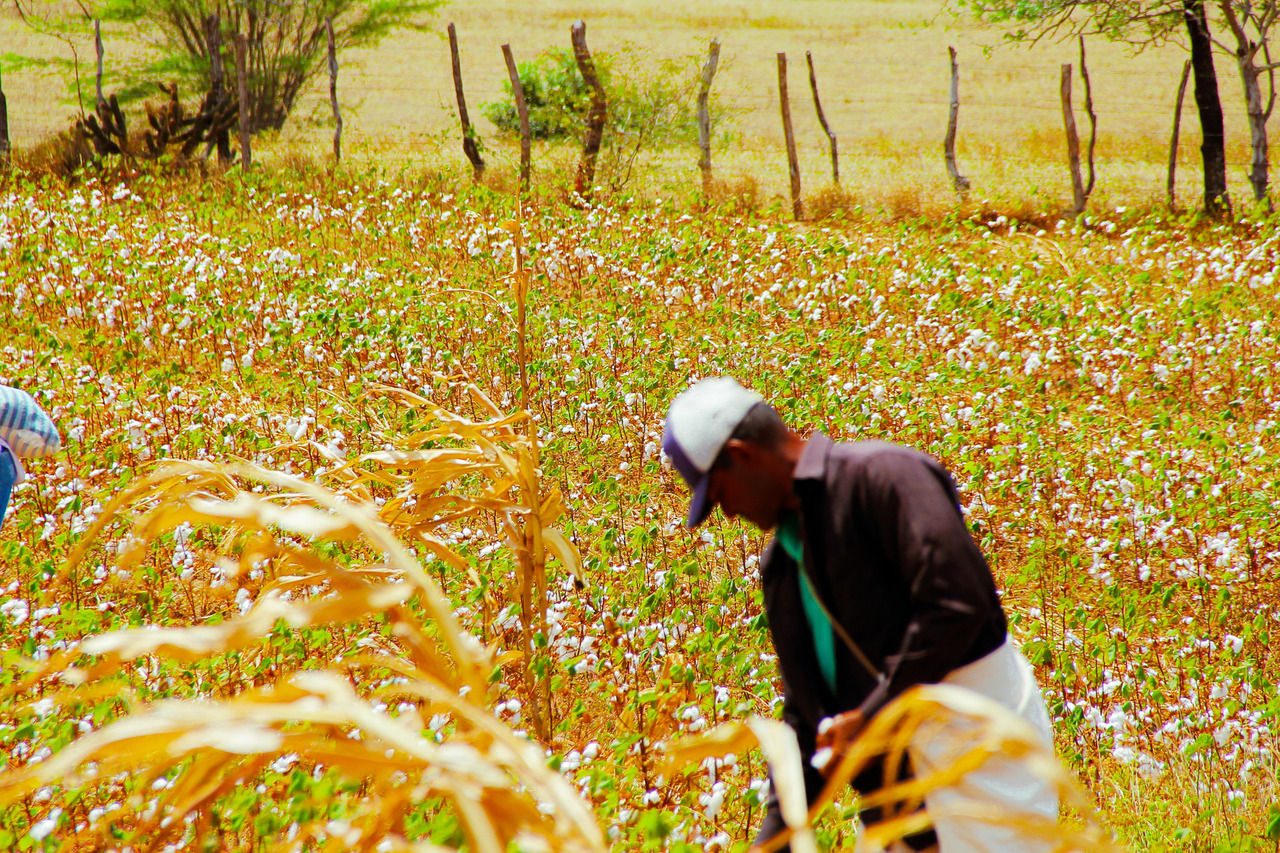 A frente aparece um homem negro, com boné, roupas escuras colhendo algodão, ao fundo e ao seu redor aparem vasta plantação de algodão
