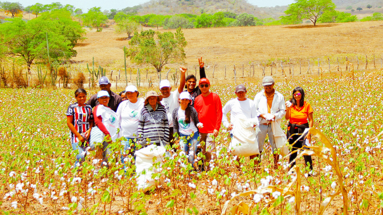 Imagem de pessoas distintas em meio a uma plantação de algodão, a maioria está de camisa branca,