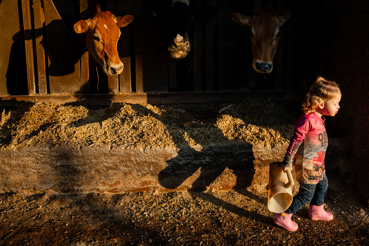 Fotografia documental de família no interior do Rio Grande do Sul, com criança próxima às vacas em uma propriedade rural. Registro de Michele Staggemeier Fotografia.