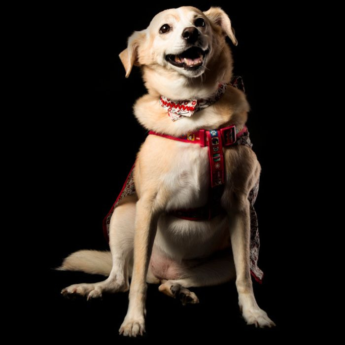 ensaio fotográfico pet na praia em Praia Grande