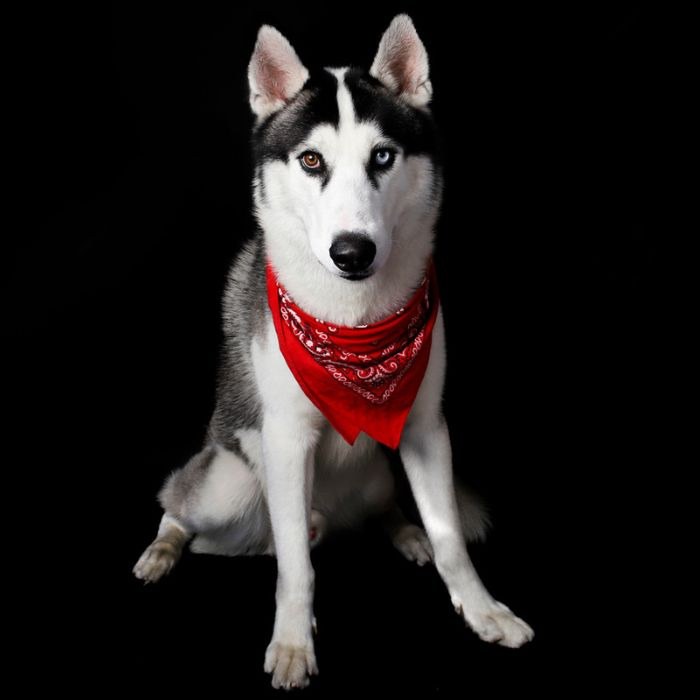 ensaio fotográfico pet na praia em Praia Grande