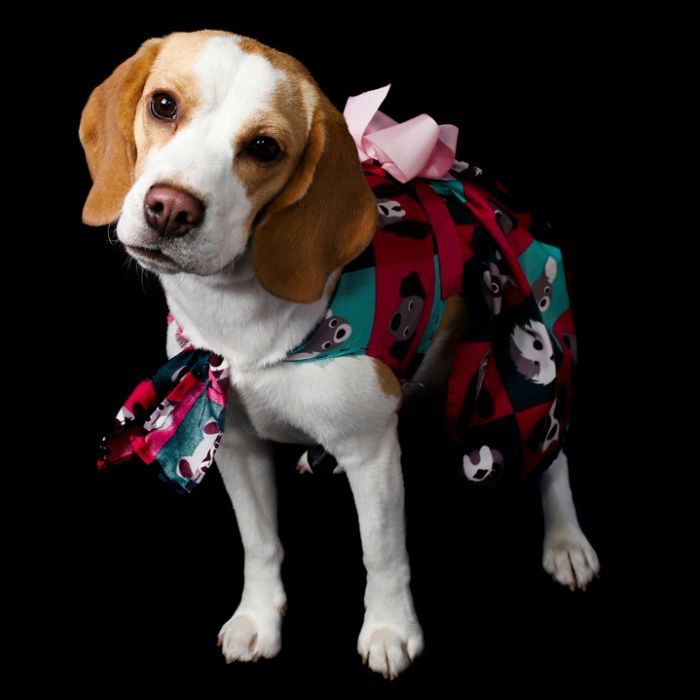 ensaio fotográfico pet na praia em Praia Grande