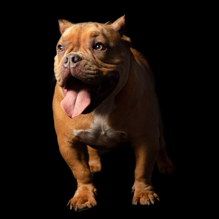 ensaio fotográfico pet na praia em Praia Grande