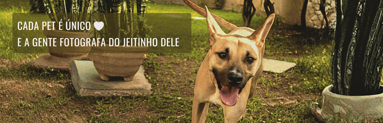 Sequência de ensaios fotográficos pet realizados em Santos e na Baixada Santista com estilo natural e foco na personalidade do animal